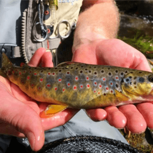 Fly Fishing - Guided - Full Day