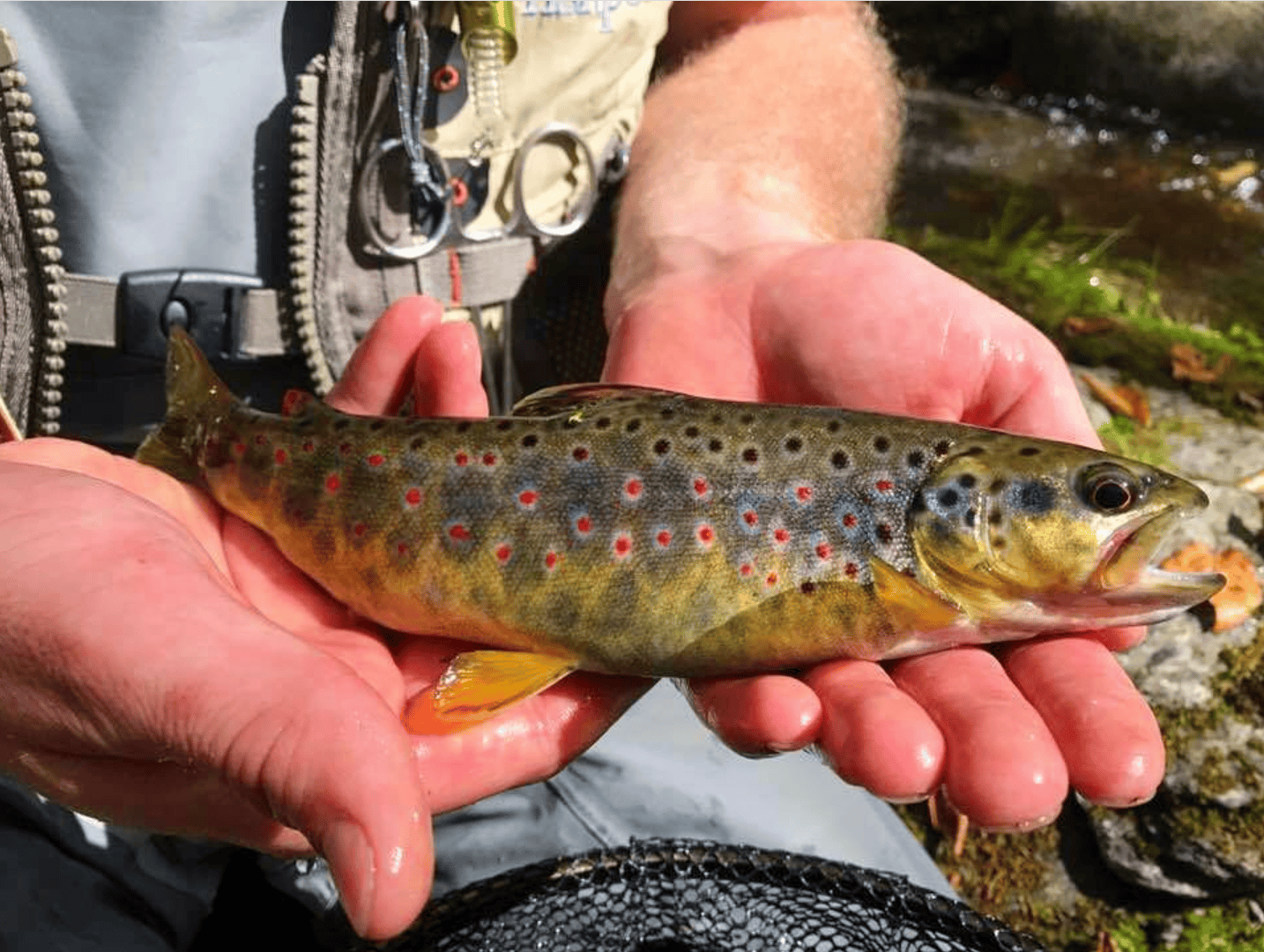 Fly Fishing - Guided - Full Day